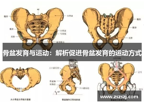骨盆发育与运动：解析促进骨盆发育的运动方式